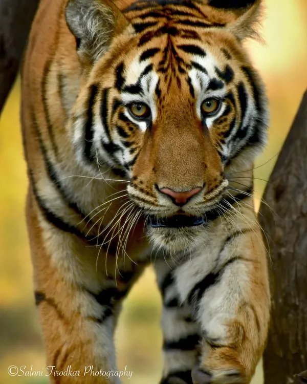 A close-up encounter with a magnificent tiger in Tadoba. There's an intensity and intelligence in their gaze that is absolutely captivating.