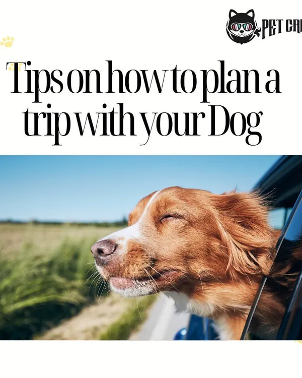 Planning a trip with your dog can be a wonderful experience. I provide a dedicated pet taxi service for local travel and also share helpful information to make your holiday planning smooth and successful.