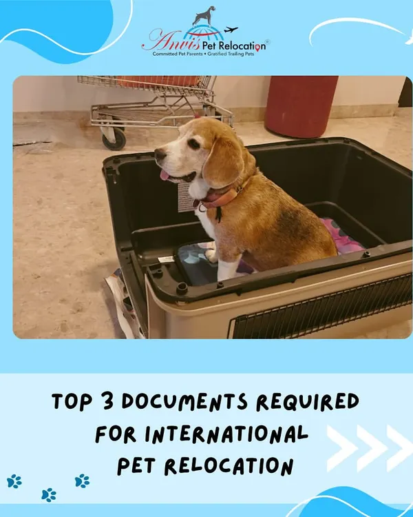 International pet relocation requires specific documentation. Here, a beagle sits patiently in its travel crate, ready for the journey. We will guide you through the top three essential documents needed for a smooth process.