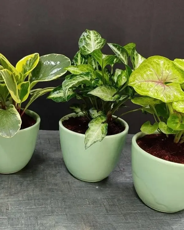 A lovely trio of our small indoor plants in matching light green ceramic pots. This set includes a variegated Peperomia, a Syngonium, and a Caladium, making a perfect gift collection.