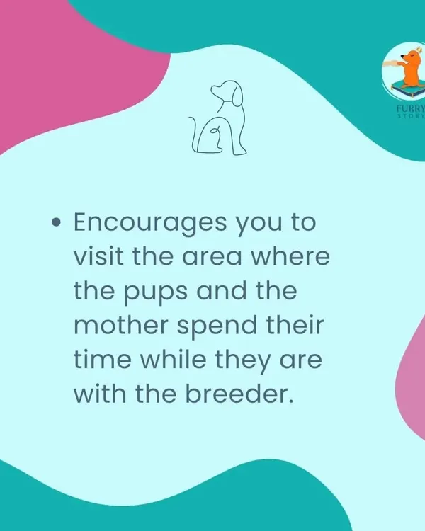 A responsible breeder will always encourage you to visit their facility. They should be proud to show you the clean, safe, and nurturing environment where the puppies and their mother are raised.