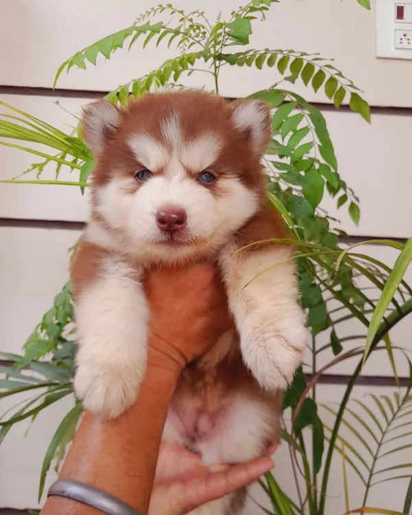 This is a super woolly coat male Siberian Husky puppy with a striking red and white coat. His father is a direct import, which is why he has such premium quality fur and features.