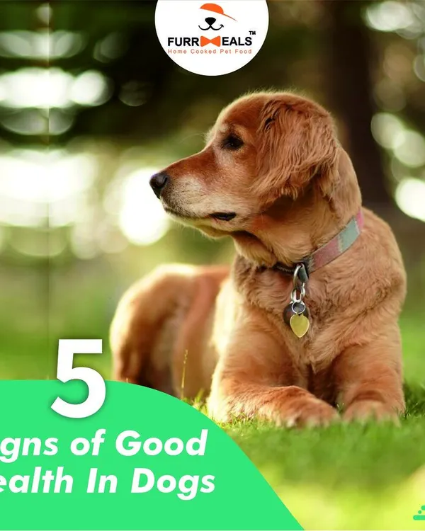 A healthy dog shines from the inside out. This guide covers the five key signs of good health, from a soft, shiny coat and clean teeth to being active and engaged. Let's learn to read the signs our dogs give us.