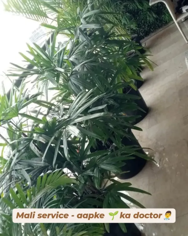 My Mali service is like having a doctor for your plants. This image shows a row of healthy palms ready for delivery, with the promise that my team will be there to care for them.