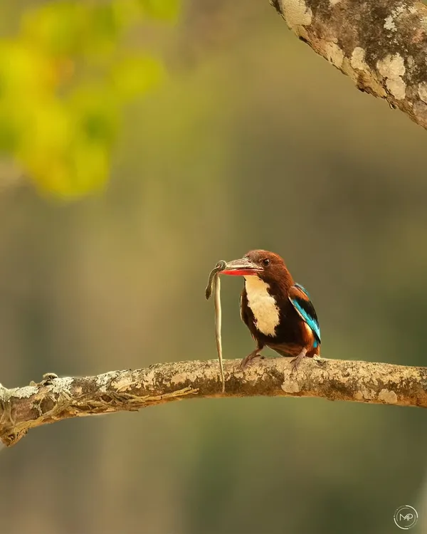 A White-throated Kingfisher with a freshly caught snake in the BRT Tiger Reserve. While not a raptor, its hunting prowess is just as impressive, making for a dynamic predator shot.
