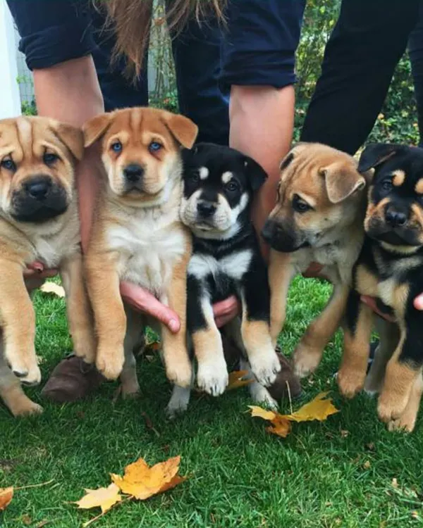 A welcoming look at the variety of adorable puppies we help find homes for. Here you can see a range of breeds and mixes, all healthy, happy, and held with care, ready to become a new member of your family.
