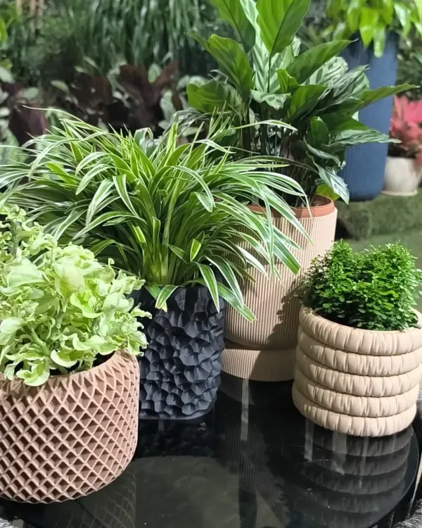 Mix and match your way to the perfect green corner. We offer a wide variety of indoor plants and textured planters to suit your personal style and home decor.
