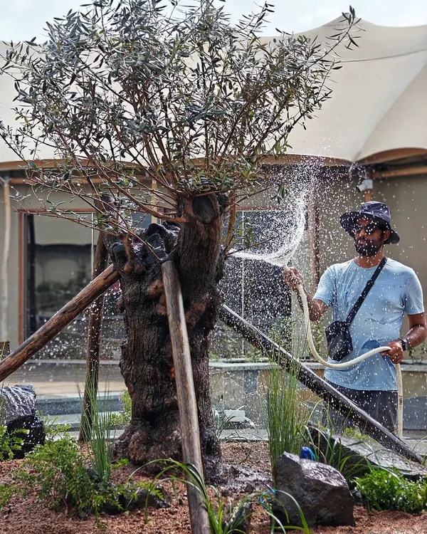 The number one tip for pest-free plants is simple: give them a regular wash. Here's Angud giving this majestic Olive Tree a lot of TLC, a simple but crucial step in our maintenance routine.