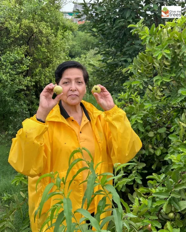 A volunteer from the Lions Club proudly showing the fruits growing at our Noida site. It was a rainy day, but the enthusiasm to plant saplings was high. Community efforts are the key to urban greening.