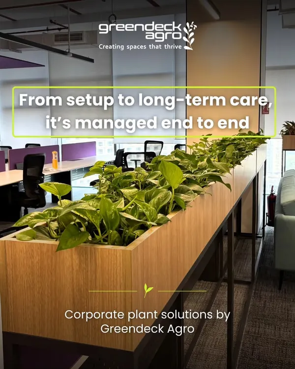 For our corporate clients, we provide complete solutions from the initial setup to long term care. This planter acts as a natural divider in an office, managed end to end by our team.
