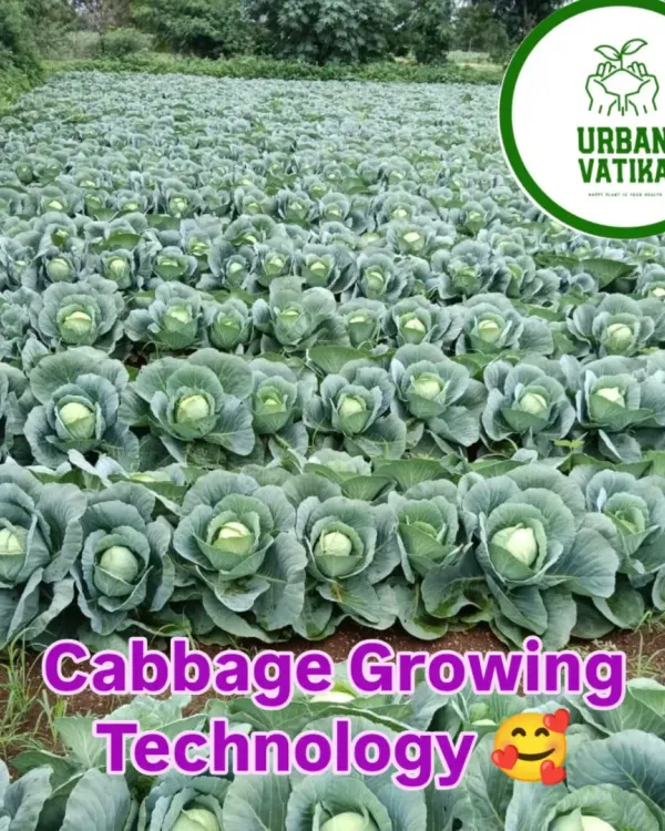 A sprawling cabbage farm we developed, showing endless rows of healthy, uniform heads. This is the result of systematic planning and execution.