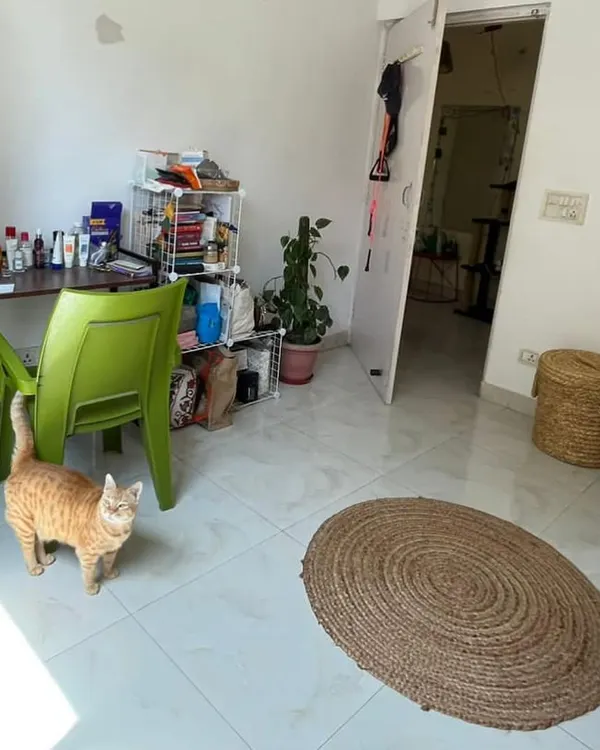 A little peek into one of the cat rooms. As you can see, I'm back home and taking boarding requests again! The space is clean, open, and full of things for cats to explore.