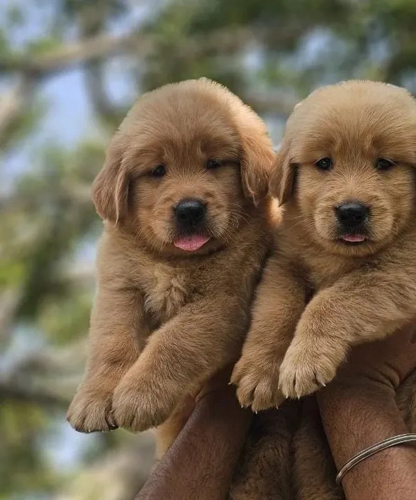 Look at these two Golden Retriever boys. Their blocky heads and light golden coats are hallmarks of a well-bred retriever. They are healthy, playful, and ready for their new homes.