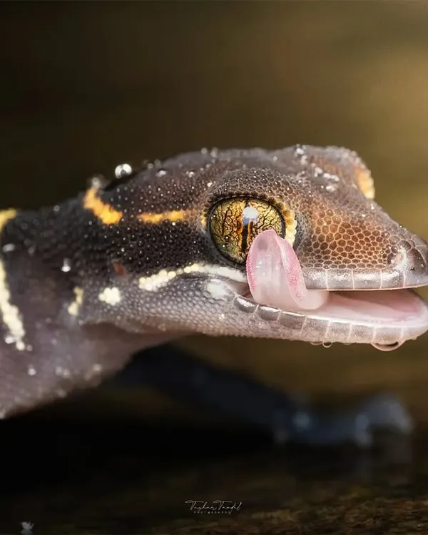 Embarking on a nocturnal trail, I found this Deccan Banded Gecko. As rain fell, a droplet landed on its eye, and I captured the incredible moment it used its tongue to clean it, a tiny act of self-care in the wild.