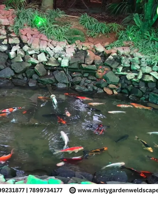 The result of our complete fish pond maintenance service. The water is clear, and the colorful koi fish are healthy and active in their clean environment, which includes a natural rock border and surrounding plants.