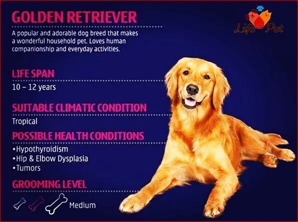 This quick guide for the Golden Retriever covers key facts for owners. We highlight their suitability for tropical climates, medium grooming needs, and common health issues like hip dysplasia, so you can be a more informed pet parent.