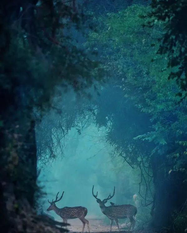 Two spotted deer stand in a mystical, foggy lane in the forest, creating a scene straight out of a fairy tale.