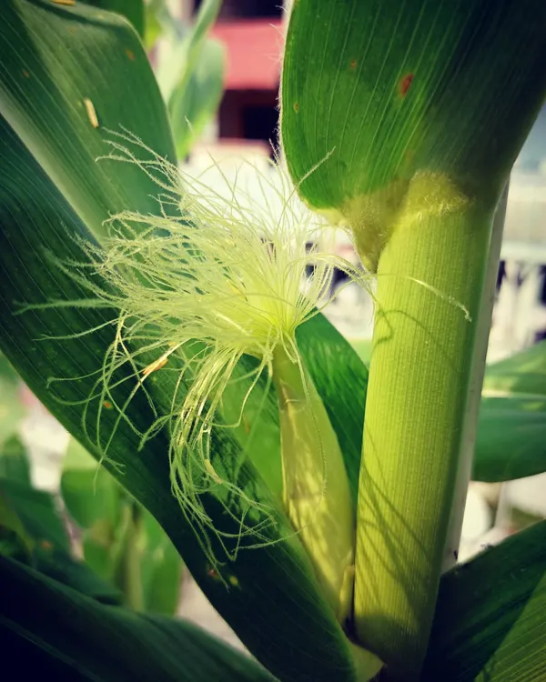 A close-up of the delicate silk on a developing corn cob. This is the magical stage before the kernels begin to form. I'll help you understand each stage of a plant's growth.