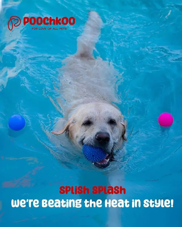 Nothing beats a happy dog cooling off in the pool. This smiling Labrador is enjoying one of our supervised swim sessions, complete with fun toys and plenty of space to paddle. Our canine hydrotherapy is great for both exercise and pure summer fun.