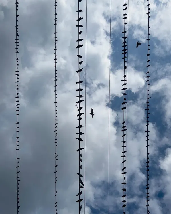 I call this the "Necklace of the Sky." The birds create a pattern like beads on a string, turning a mundane city view into a piece of fine art photography.