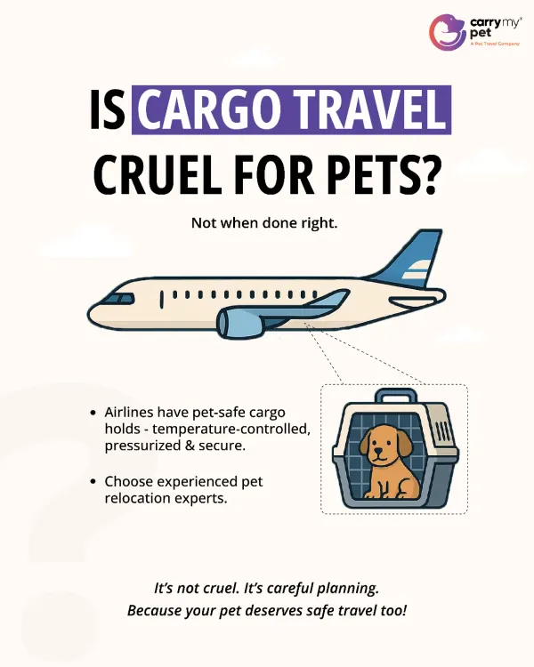 Many pet parents worry if cargo travel is safe. When done right, it is the safest method for international journeys. I only use airlines with pet-safe, temperature-controlled, and pressurized cargo holds, ensuring your pet's comfort is never compromised.
