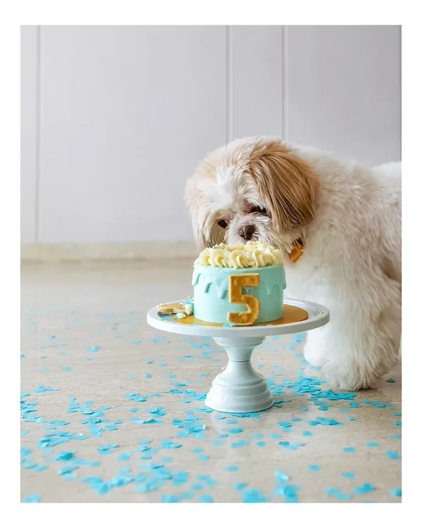 Kyro the Shih Tzu cautiously inspects his 5th birthday cake. This moment, just before the happy mess begins, is filled with anticipation and charm.
