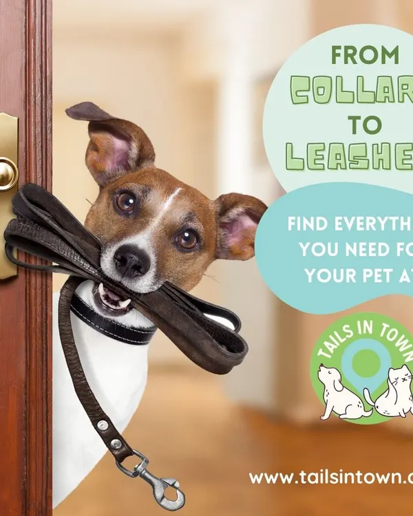 Ready for a walk? We stock a wide range of durable dog leashes and collars that are both stylish and secure. This classic leather leash is perfect for daily strolls with your best friend.