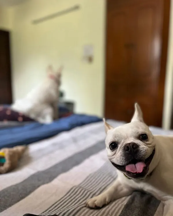 Look at that smile. Fleur is back for another stay and has already claimed her spot on the bed. It's always a joy to welcome back our regular furry friends.