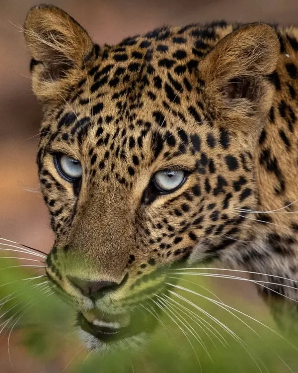 This is Maya, a stunning female leopard from Rajaji National Park. After hours of waiting, I was rewarded with this intense gaze and a clear view of her piercing blue eyes, a rare trait that makes this sighting truly once in a lifetime.