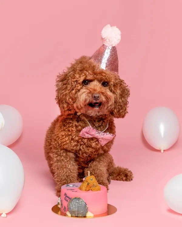 This is what pure birthday joy looks like. I create custom-themed photoshoots, like this adorable pink party for a sweet toy poodle, complete with a pet-friendly cake, balloons, and a sparkly party hat. It’s all about celebrating your furry friend's big day in style.