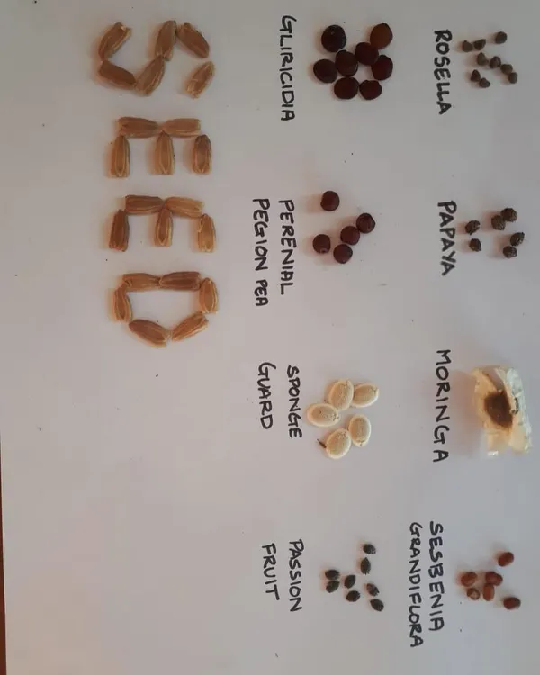 I believe in creating gardens from the ground up, starting with seeds. This is a collection of seeds I've saved, including passion fruit, moringa, and papaya, all ready to be planted and grown into new life.