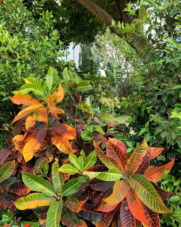 Two years after planting, this garden has matured into a secret tropical paradise. The vibrant Crotons in the foreground are just one layer in a deep, lush composition that feels wonderfully immersive and full of life.