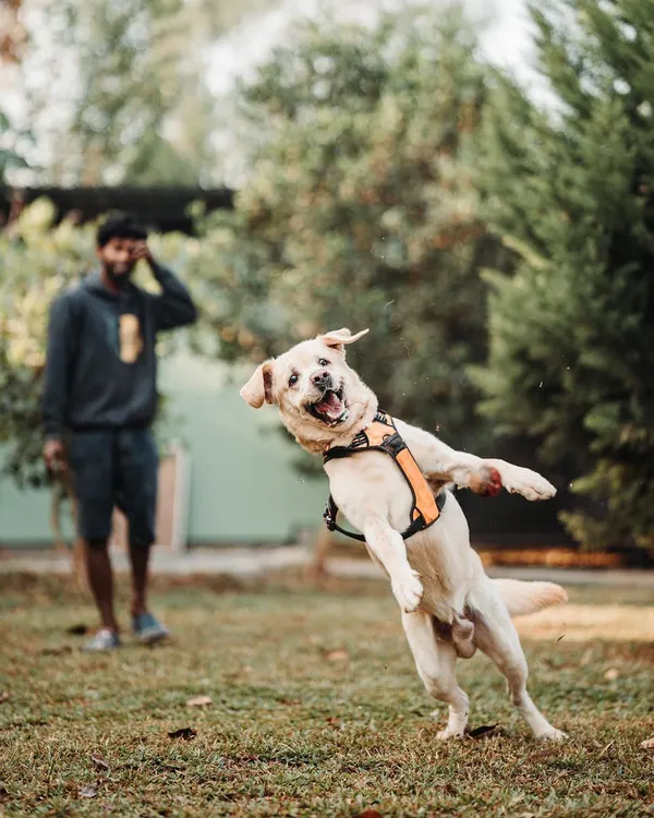 This is the kind of pure, unfiltered joy I aim for every single day. Seeing a happy Labrador mid-flight during playtime is my definition of a job well done.