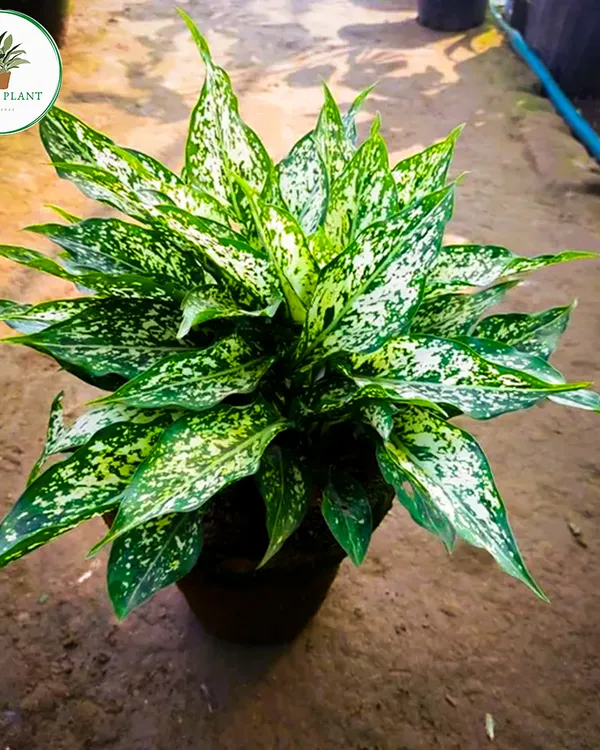 The Aglaonema, or Chinese Evergreen, is a fantastic leafy plant for any indoor space. This variety with its beautiful white-dusted leaves is great for low-light spots and helps clean the air.