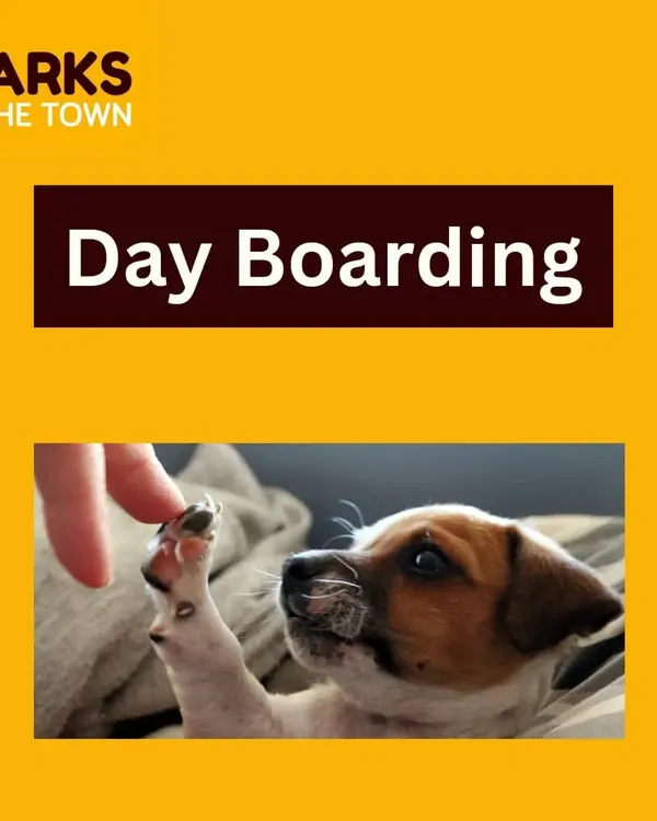 Our day boarding service is the perfect solution for busy pet parents. We provide a safe, engaging, and caring environment for your dog to spend the day while you're away.