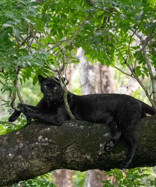 Our beloved black panther, Kariyanna, has found a new home in Nagarahole. The monsoon season, with its vibrant green backdrop, is the perfect time to photograph this ghost of the forest.