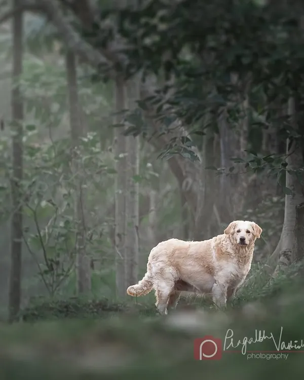 Minnie, a beautiful Golden Retriever, standing majestically in a misty forest. Outdoor sessions like this create an atmospheric, almost magical portrait of your pet in nature.