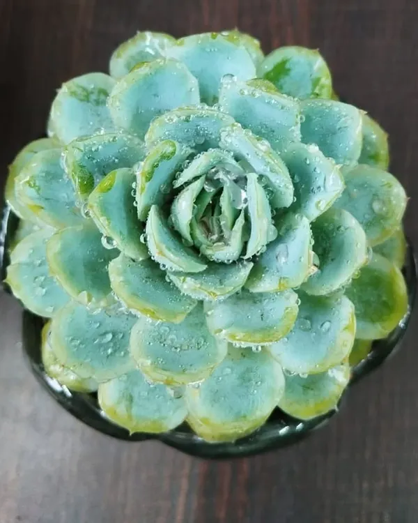 This Echeveria succulent looks like a flower that never fades. The morning dew on its petals highlights its beautiful shape and cool, blue-green color, and it requires very little care to thrive.