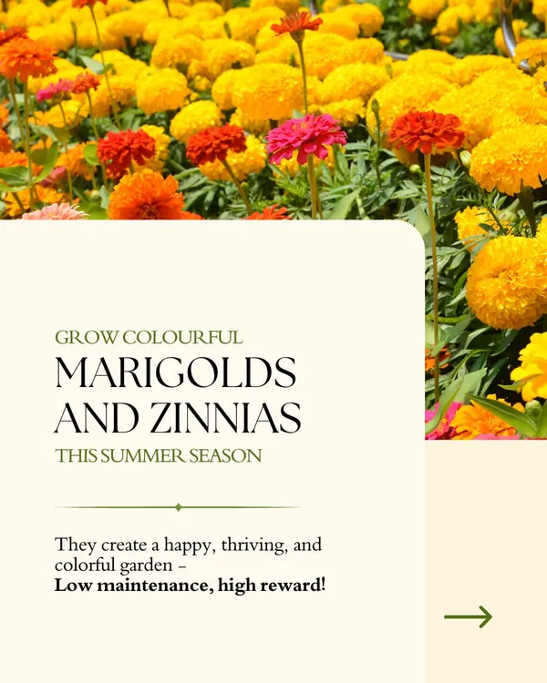 Grow a patch of sunshine with colorful marigolds and zinnias. These flowers are perfect for the summer season, creating a happy and thriving garden that is low maintenance but gives high rewards.