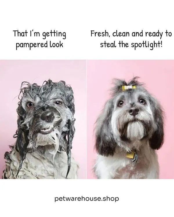We call this the "pampered to perfection" look. This before and after shows how a professional grooming session can completely transform your pet's appearance, leaving them fresh, clean, and ready to steal the spotlight.