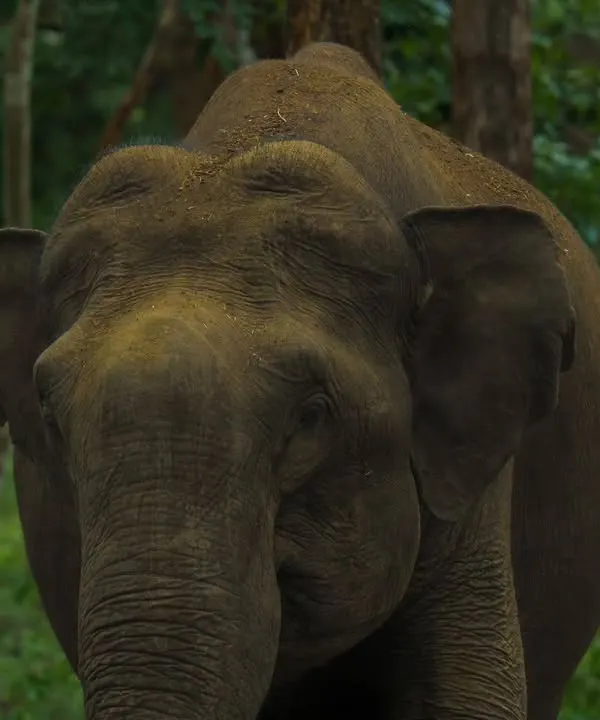 A close-up portrait of an Asian Elephant in the forest. The texture of its skin and its wise expression are the focus of this powerful and intimate image.