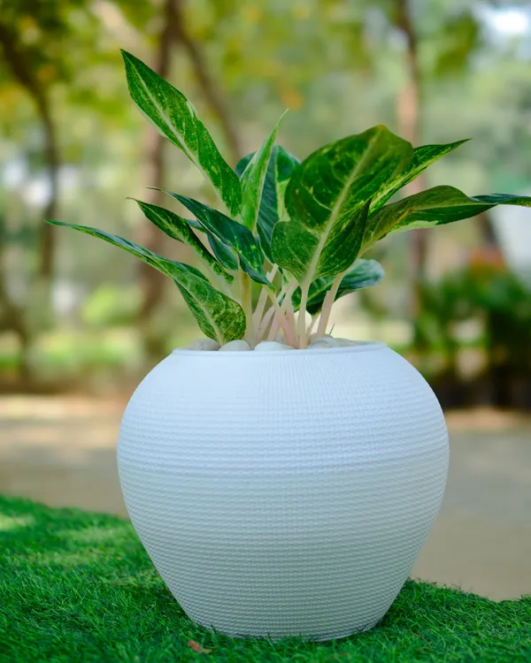 The Aglaonema, or Chinese Evergreen, is a fantastic indoor plant known for its beautifully patterned leaves. This one is potted in a textured white ceramic pot, ready to brighten up any corner.