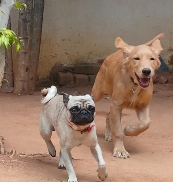 The perfect action shot of two buddies, a Pug and a Golden Retriever, enjoying a run in the yard. Playtime is always on the agenda here.