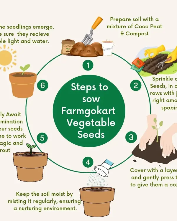 This infographic shows the six simple steps to sow my vegetable seeds. From preparing the soil to giving your seedlings light and water, it's a straightforward cycle that anyone can follow.