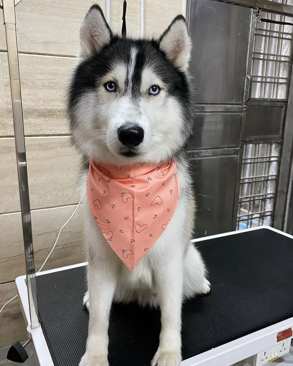 This is Khalifa, a beautiful Husky, after a proper grooming session that does not involve shaving. We focus on deshedding and cleaning to maintain the health of his double coat.