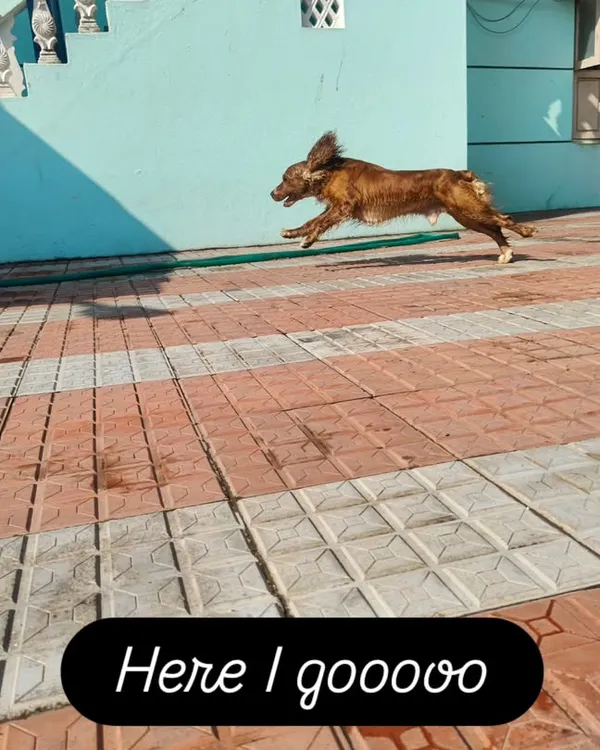 Here I goooo. This is Towbi, our beautiful nutcase, showing off his incredible speed. His energy is contagious.