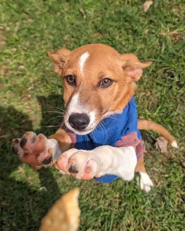 Meet Shunti, a gorgeous female Indie pup whose eyes are full of hope. She's reaching out for a treat here, but what she's really looking for is a loving family. Rescued from the streets, she is fully vaccinated, incredibly friendly, and ready to bring endless joy and playfulness into your home.