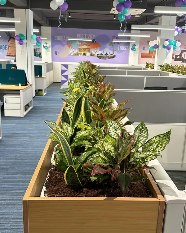 A finished view of our installation at the Adani Wilmar office in Delhi. We used a mix of Snake Plants, Aglaonema, and Dracaena in long planters to serve as natural, green dividers between workstations.