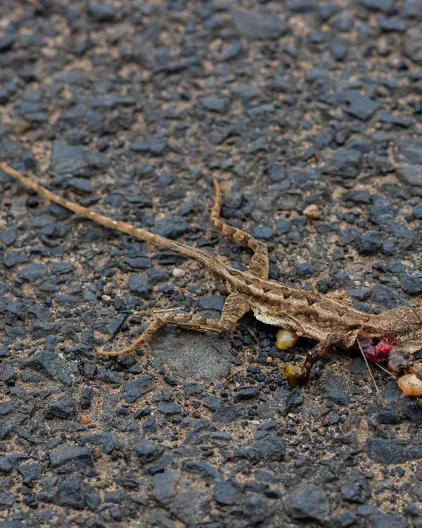 "Speed thrills, but it also kills." A heartbreaking scene of a female Fan-throated Lizard, a victim of a speeding vehicle, her eggs scattered beside her. This is not just one life lost, but an entire generation.