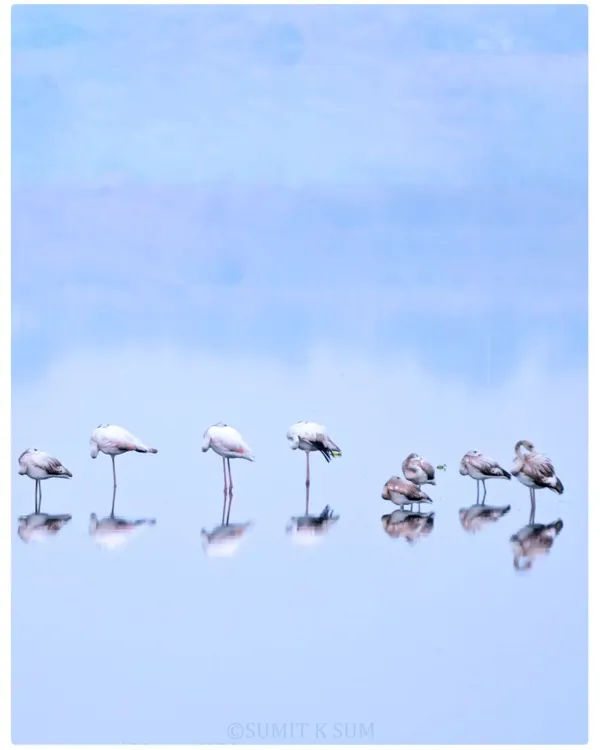A flock of Greater Flamingos huddles together on a cold, foggy morning in Gurugram. The still water creates a perfect mirror reflection, resulting in a serene, almost minimalist composition.